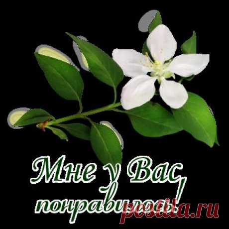 17 РАСТЕНИЙ И ОВОЩЕЙ, ОБЛАДАЮЩИХ ЦЕЛЕБНЫМИ СВОЙСТВАМИ.
