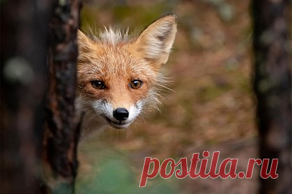 Лиса с Байкала потеряла все из-за любви к пирожкам и охоты на полевок