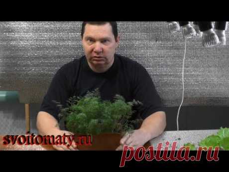 Как дома зимой вырастить укроп - YouTube