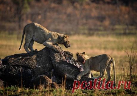 Дикие животные Африки на снимках Стивена Довера