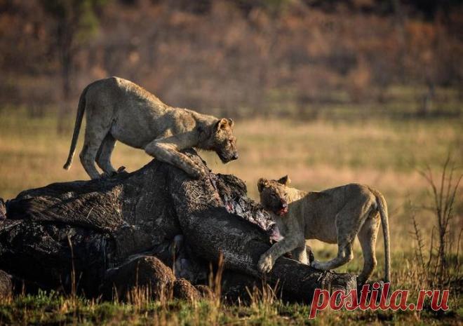 Дикие животные Африки на снимках Стивена Довера