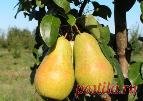 Груша Чижовская: описание, фото, отзывы Груша Чижовская: описание, фото, отзывы. Полная характеристика, опылители, посадка и уход.