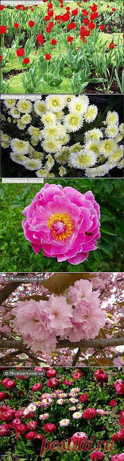 Цветы - фото