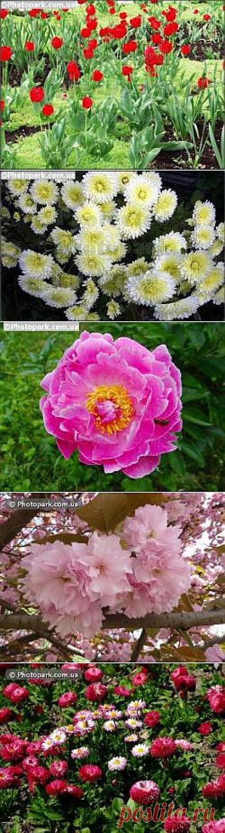 Цветы - фото