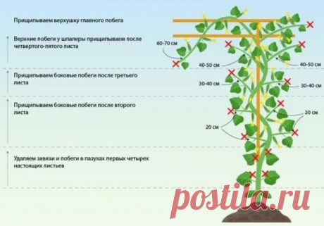 Формирование огурцов
На заметку 

Классический вариант формирования, который подходит как для современных пчелоопыляемых сортов, так и для партенокарпических гибридов.


1. В пазухах первых четырех листьев удаляют все завязи и побеги, т.е. "ослепляют" всю нижнюю часть куста и подвязывают его вверх, к горизонтальной шпалере.

2. В пазухах следующих четырех листьев оставляют все завязи и по одному боковому побегу, прищипывая его после второго листочка.

3. Следующие 2-3 побе...
