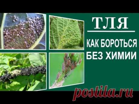 Как бороться с тлей без химии