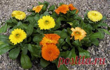 Какие Цветы я категорически Не советую сажать в Клумбы. Так они размножаются Самосевом и превращаются в сорняки | Все о цветоводстве | Яндекс Дзен