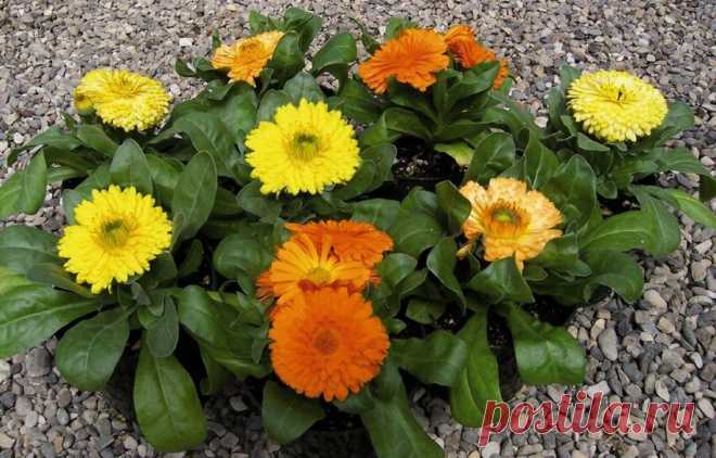 Какие Цветы я категорически Не советую сажать в Клумбы. Так они размножаются Самосевом и превращаются в сорняки | Все о цветоводстве | Яндекс Дзен