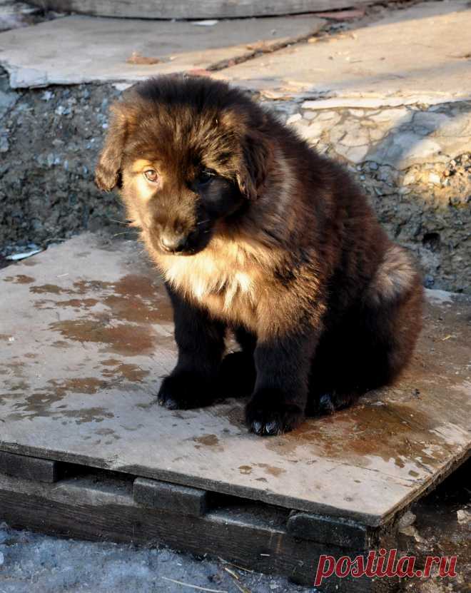 Харсаче (защитница).