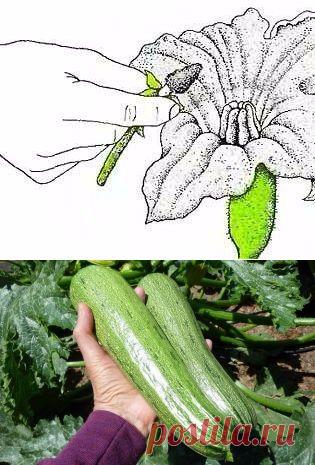 СЕКРЕТЫ ПОЛУЧЕНИЯ БЫСТРОГО УРОЖАЯ КАБАЧКОВ