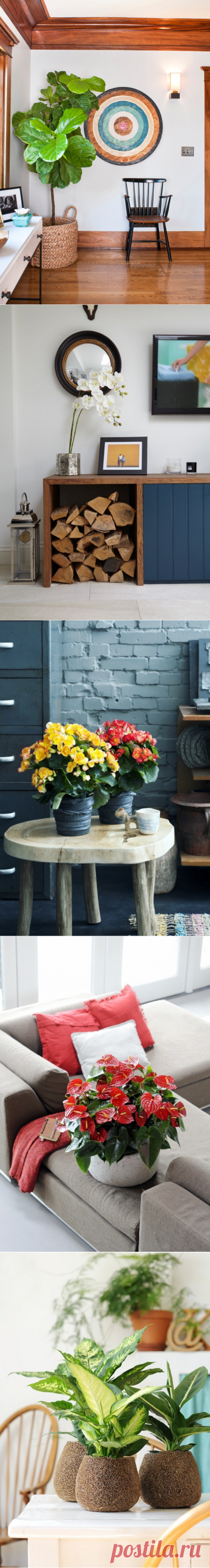 Скажите «нет»: какие комнатные растения нельзя держать в доме?