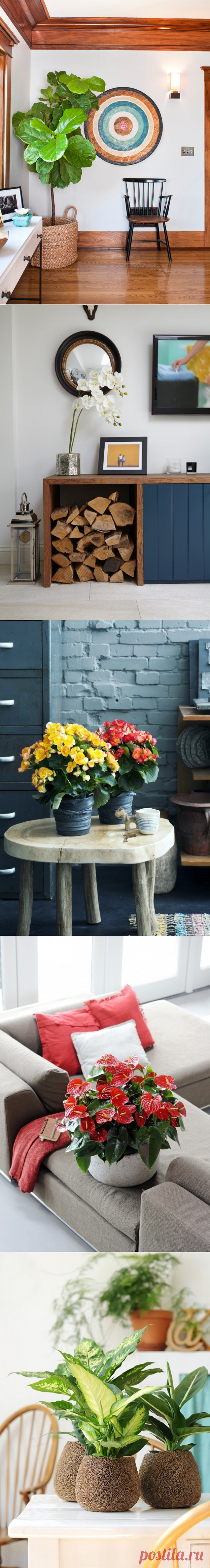 Скажите «нет»: какие комнатные растения нельзя держать в доме?