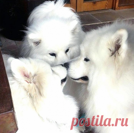 25 фотографий самоедов, которые заставят вас улыбнуться
