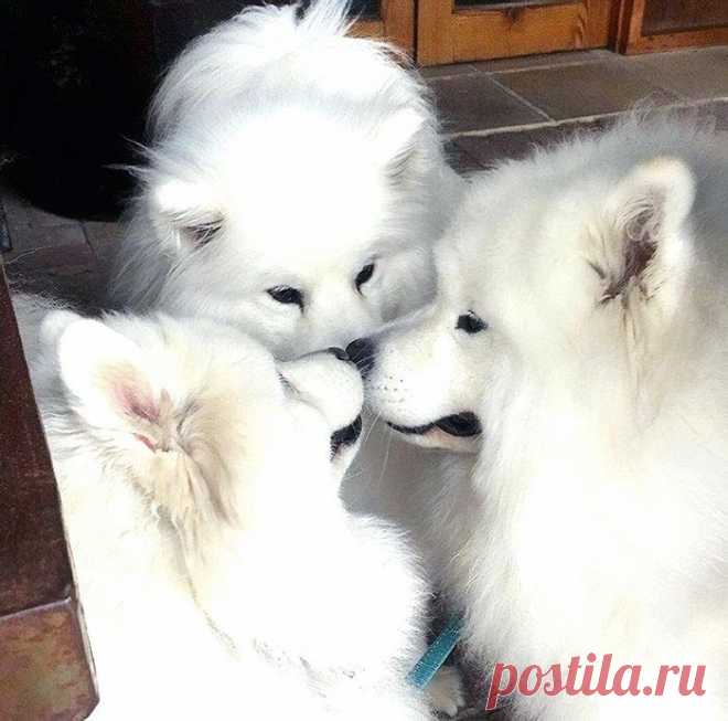 25 фотографий самоедов, которые заставят вас улыбнуться