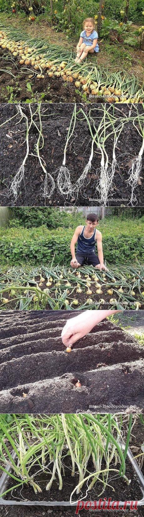 от семечка до луковицы весом в полкило