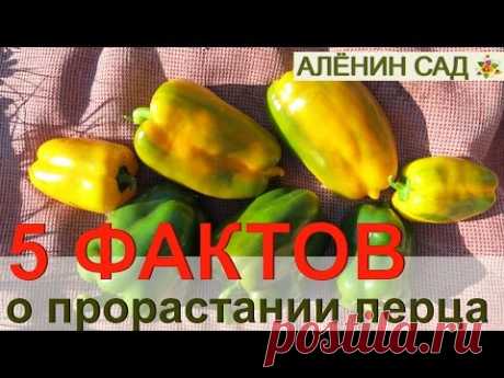 5 ФАКТОВ О ПРОРАСТАНИИ ПЕРЦА!!! Как правильно сеять перец на рассаду
