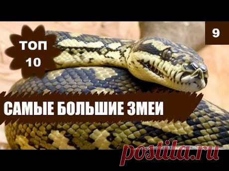 🐍САМЫЕ БОЛЬШИЕ ЗМЕИ МИРА! ТОП 10 - YouTube