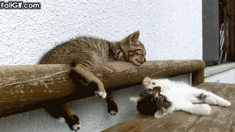 21 Cats Who Just Can't Win