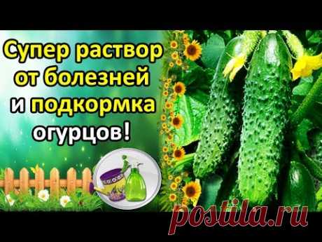 СУПЕР РАСТВОР ОТ БОЛЕЗНЕЙ ОГУРЦОВ + ПОДКОРМКА. КАК УВЕЛИЧИТЬ УРОЖАЙ И ПРОДЛИТЬ ПЛОДОНОШЕНИЕ?