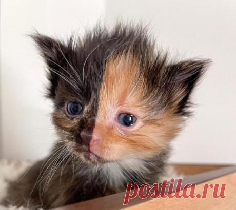 Кот Абрикос - звезда сети: фото животного с двухцветным окрасом шерсти