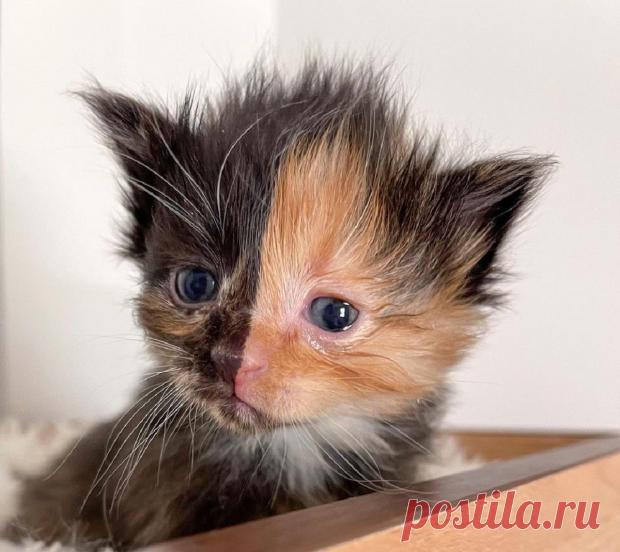 Кот Абрикос - звезда сети: фото животного с двухцветным окрасом шерсти