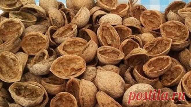 ПРОЧИВ ЭТО, ВЫ БОЛЬШЕ НИКОГДА НЕ БУДЕТЕ ВЫБРАСЫВАТЬ ОРЕХОВУЮ СКОРЛУПУ. И ВОТ ПОЧЕМУ...