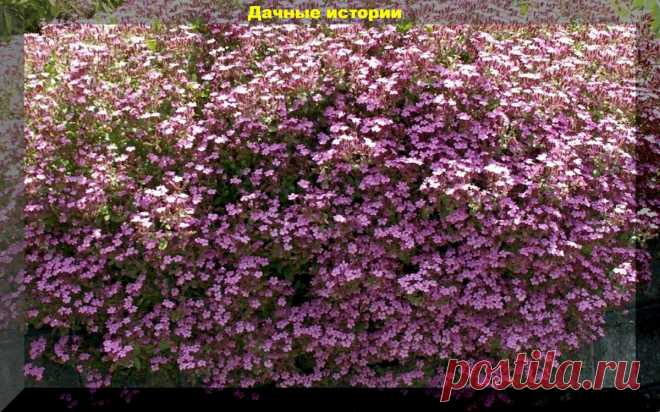 27 красивейших растений для подвесных кашпо. Ампельные растения на любой вкус | Дачные истории | Яндекс Дзен