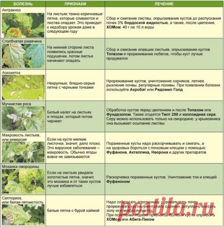 БОЛЕЗНИ СМОРОДИНЫ В АВГУСТЕ И ИХ ЛЕЧЕНИЕ