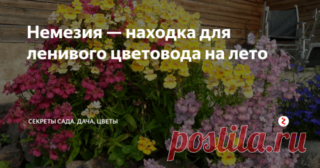 Немезия — находка для ленивого цветовода на лето На мой взгляд, в ней идеально всё. На львиного собрата она похожа неприхотливостью в уходе и цветением всё лето до самых заморозков, но цветы более крупные, с привлекательными фор