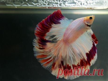 siamskiy_petushok-1479.jpg (800×600)