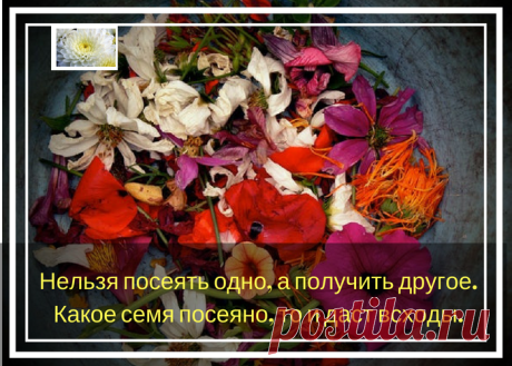 Мудрость.