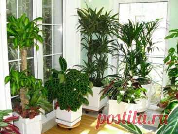 Какие комнатные цветы неприхотливы к солнечному свету — Дачный участок