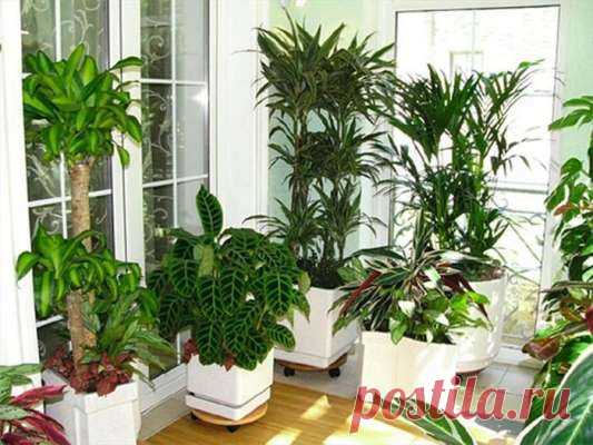 Какие комнатные цветы неприхотливы к солнечному свету — Дачный участок