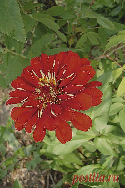 Цинния — воплощение изящества | Своими руками