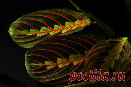 Leaf Patterns in Red and Green | Early this morning I notice… | Flickr