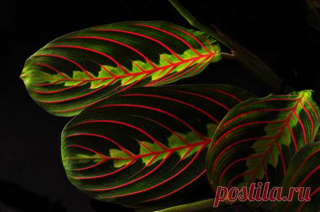 Leaf Patterns in Red and Green | Early this morning I notice… | Flickr
