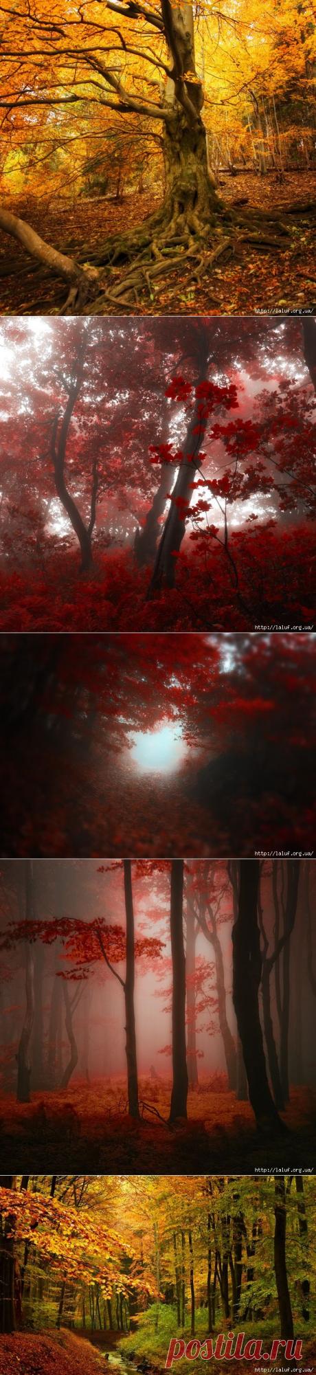 Цветной туман в гармонии лесной, подарит всем лирический настрой .