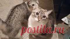 Видео_от_Поделочка_Поделки_для_детей