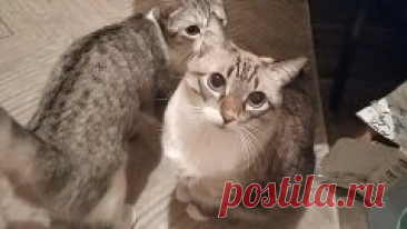 Видео_от_Поделочка_Поделки_для_детей