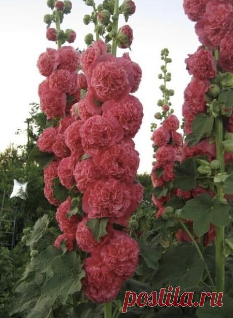 Уникальная махровая мальва!