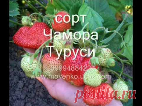 Фото-видео подборка сортов клубники, проверенных на участке семьи Мовенко.