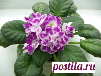 Фиалка: советы начинающим, основанные на собственном опыте