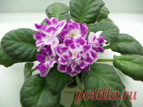 Фиалка: советы начинающим, основанные на собственном опыте