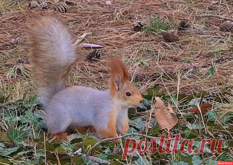 Фото: Фото животных. Фотограф Anatoliy Karpov. Фото животных. Фотосайт Расфокус.ру