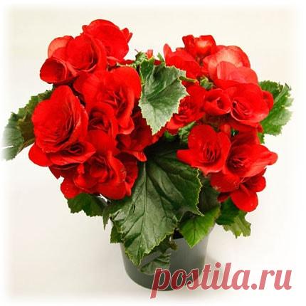 Бегония - уход в домашних условиях, фото цветов, размножение, пересадка