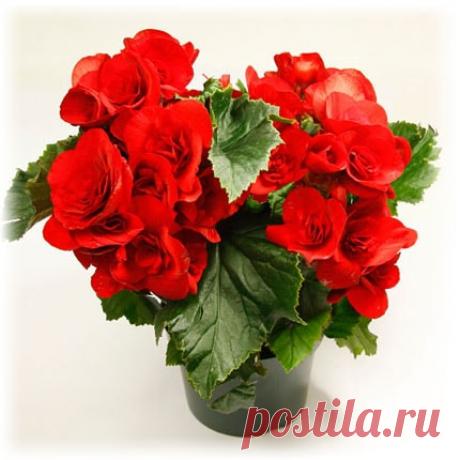 Бегония - уход в домашних условиях, фото цветов, размножение, пересадка