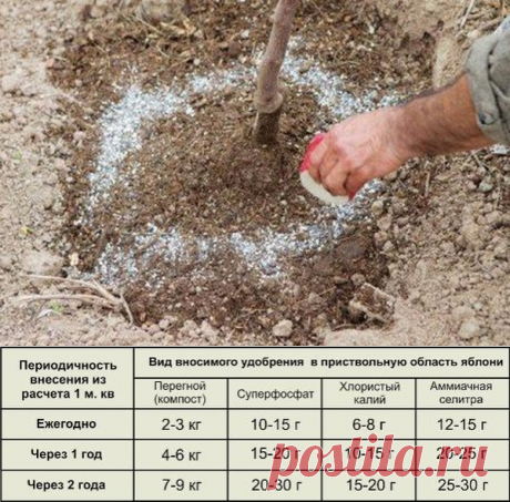 Чем лучше подкормить яблоню и грушу осенью для лучшей зимовки и богатого урожая? | Любимая Дача | Яндекс Дзен