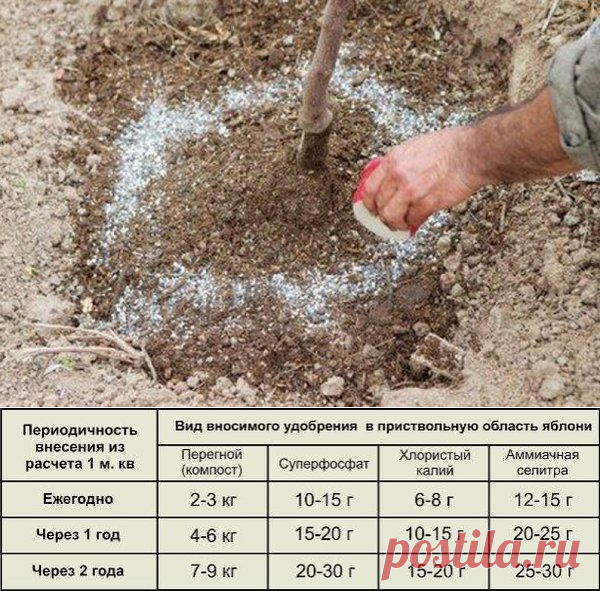 Чем лучше подкормить яблоню и грушу осенью для лучшей зимовки и богатого урожая? | Любимая Дача | Яндекс Дзен