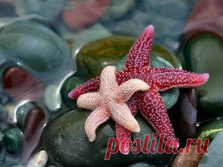 Морские звёзды – ветераны морского дна, они появились более 450 миллионов лет назад, опередив многие формы современных обитателей подводных глубин.