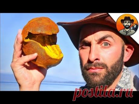 ОНО ЖИВОЕ! / ЖИВОЙ ПАКМАН?! / Койот Питерсон на русском